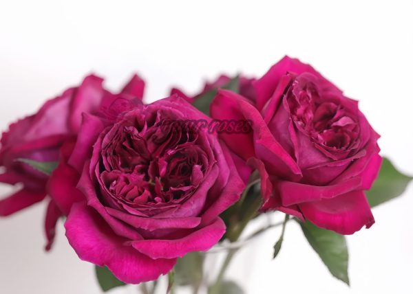 Zirong Rose plant丨Your roses