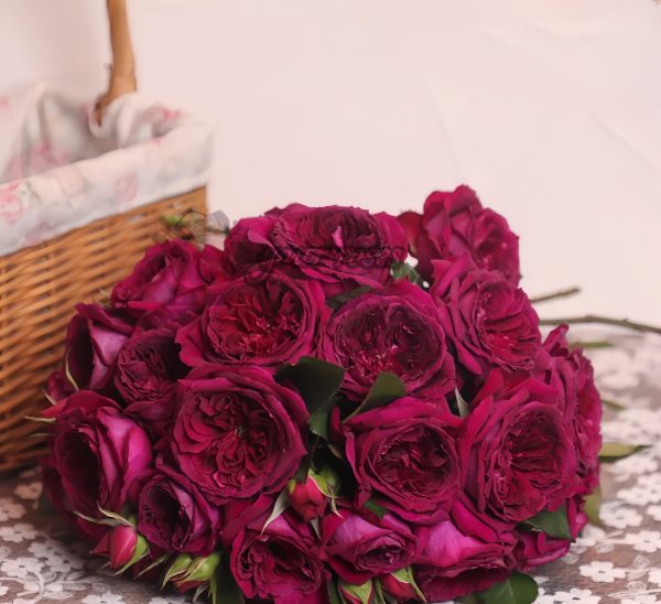 Zirong Rose丨Your roses