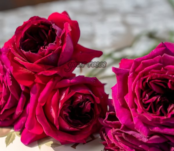 Zirong Rose丨Your roses