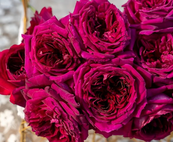 Zirong Rose for sale丨Your roses