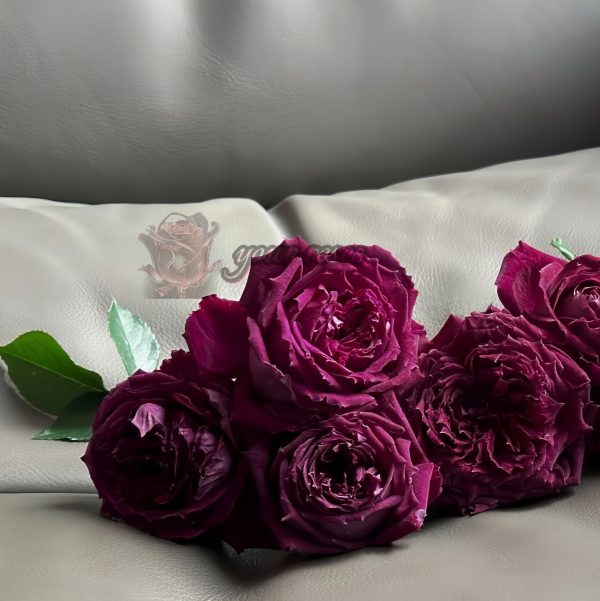Zirong Rose丨Your roses