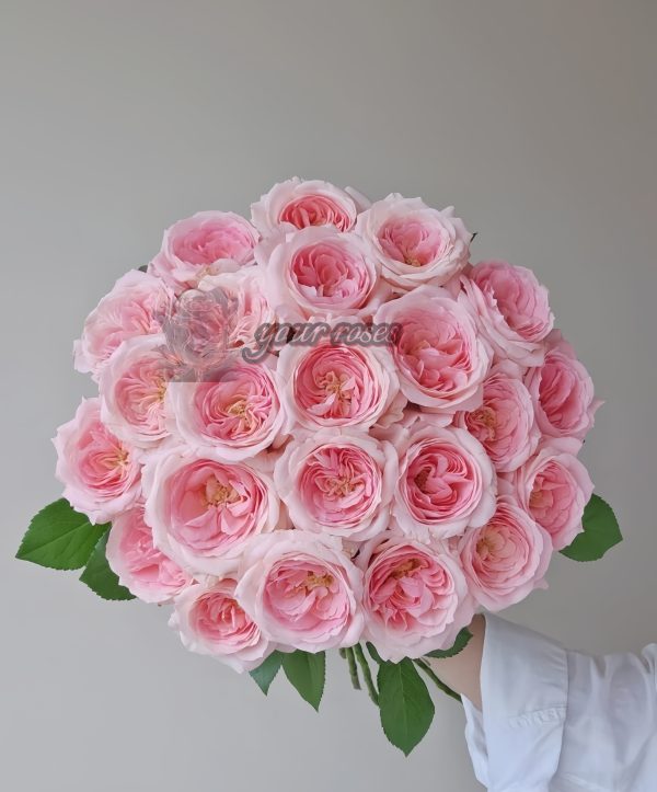 bella linda kiss Rose丨Your roses