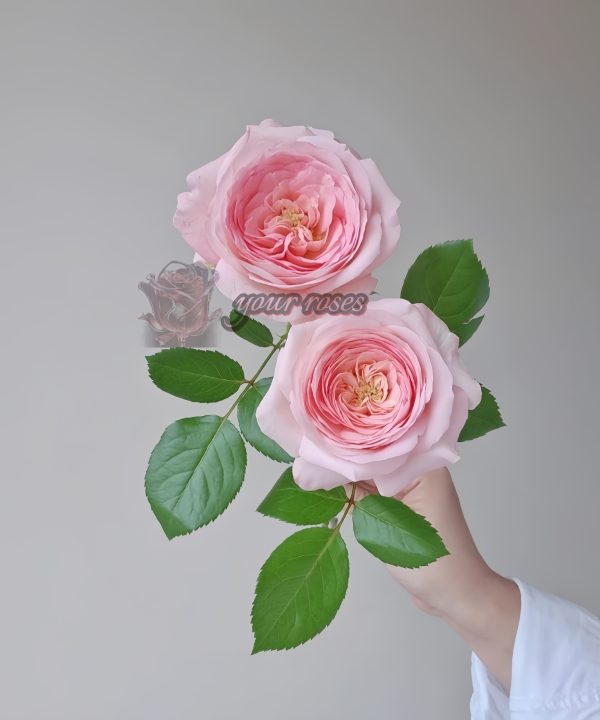 bella linda kiss Rose plant丨Your roses