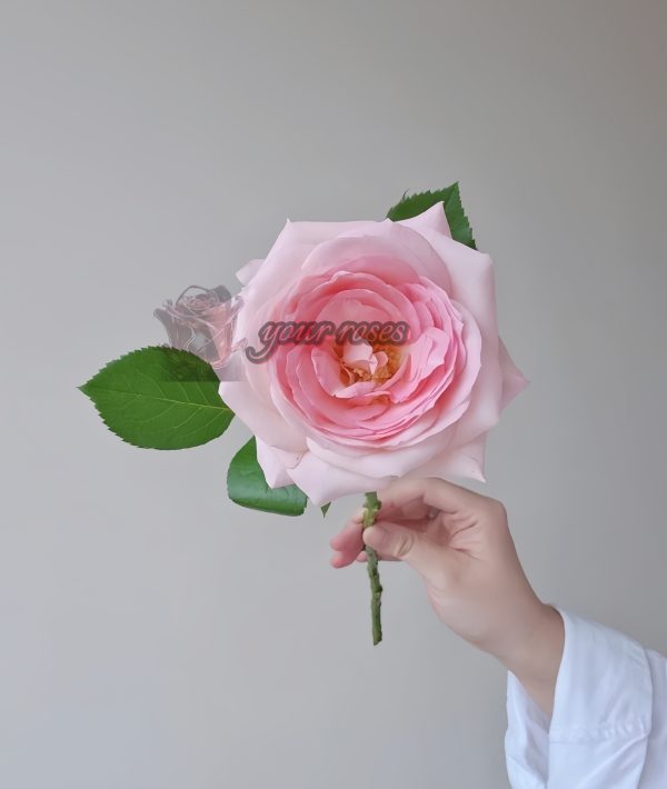 bella linda kiss Rose丨Your roses