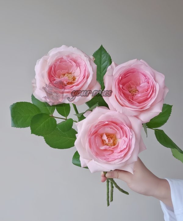 bella linda kiss Rose丨Your roses