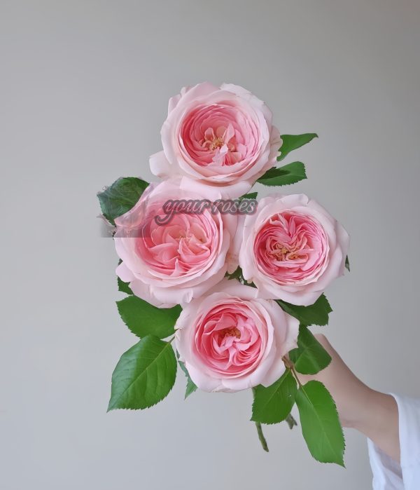 bella linda kiss Rose for sale丨Your roses