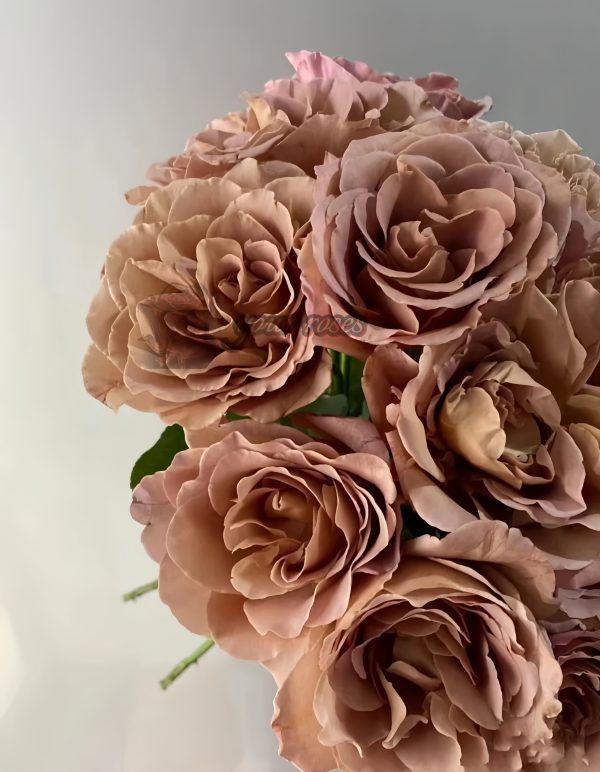 caffe latte Rose丨Your roses