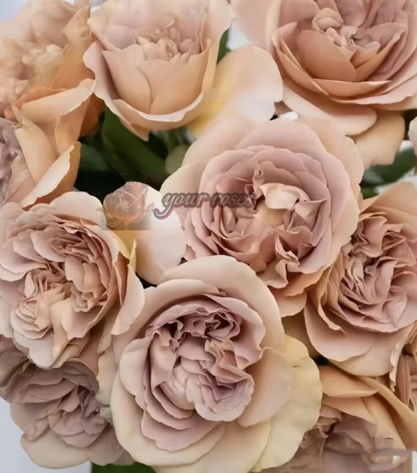 caffe latte Rose plant丨Your roses