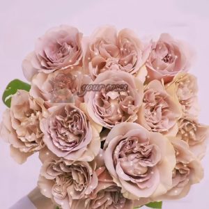 caffe latte Rose丨Your roses
