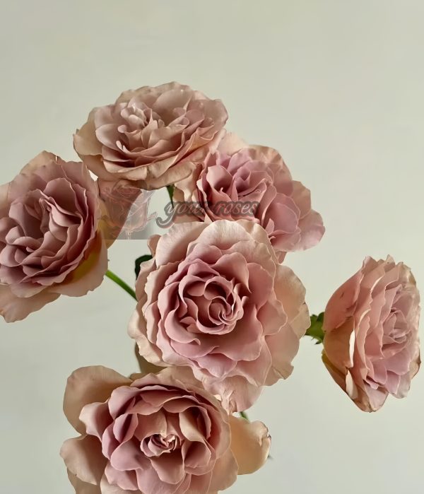 caffe latte Rose丨Your roses