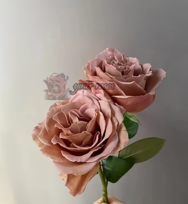 caffe latte Rose for sale丨Your roses