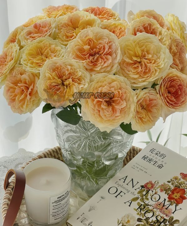 caramel antike Rose丨Your roses