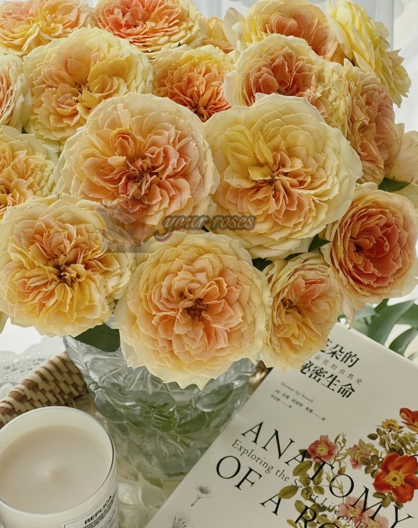 caramel antike Rose plant丨Your roses