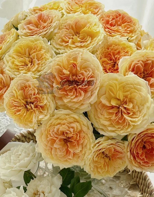 caramel antike Rose丨Your roses