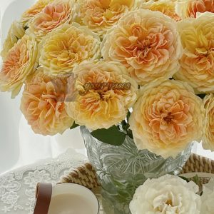 caramel antike Rose丨Your roses