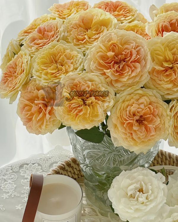caramel antike Rose丨Your roses