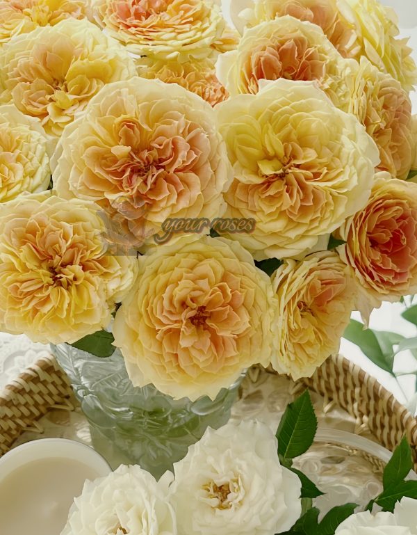caramel antike Rose for sale丨Your roses
