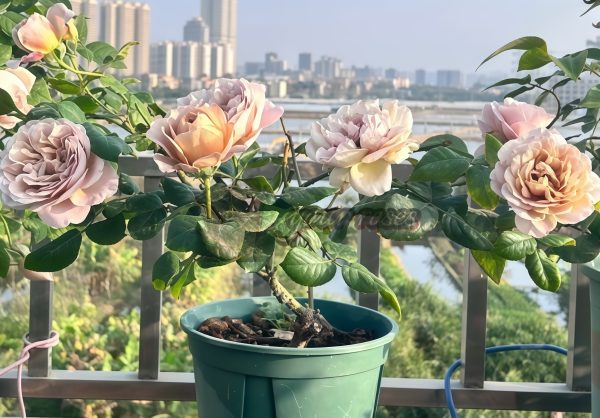 coffe latte Rose丨Your roses