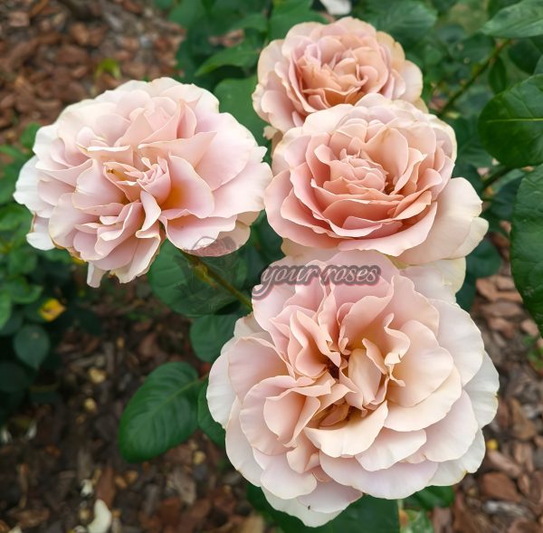 coffe latte Rose for sale丨Your roses