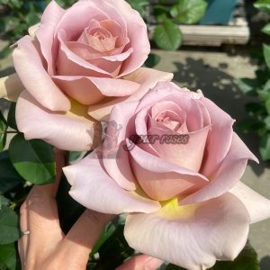 coffe latte Rose丨Your roses