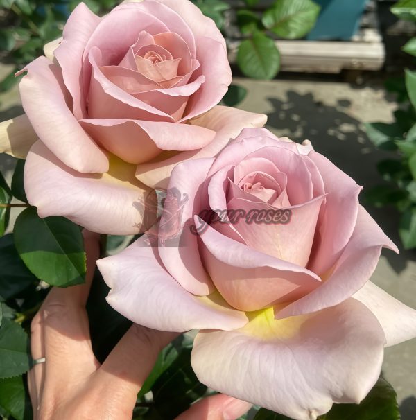 coffe latte Rose丨Your roses