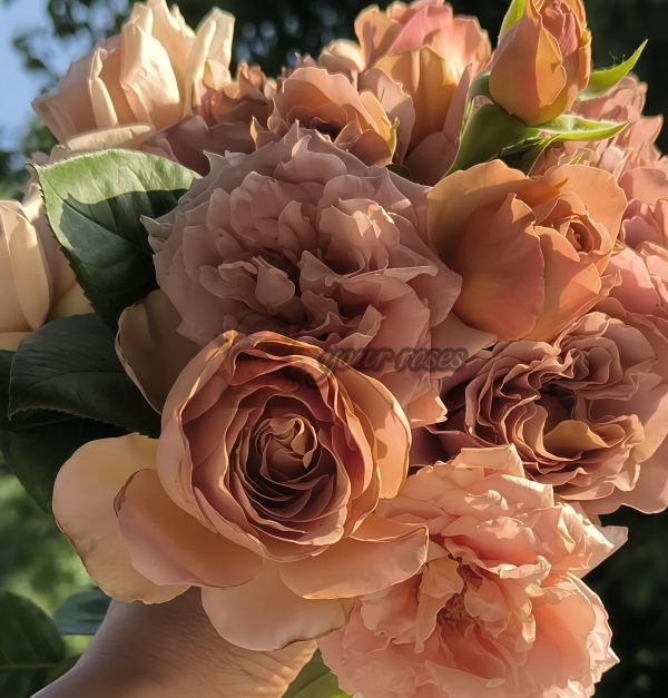coffe latte Rose plant丨Your roses