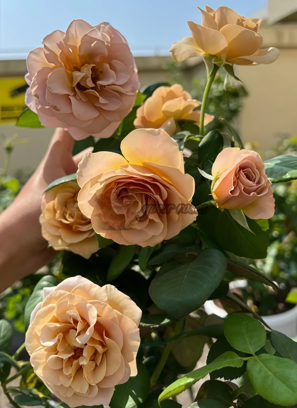 coffe latte Rose丨Your roses