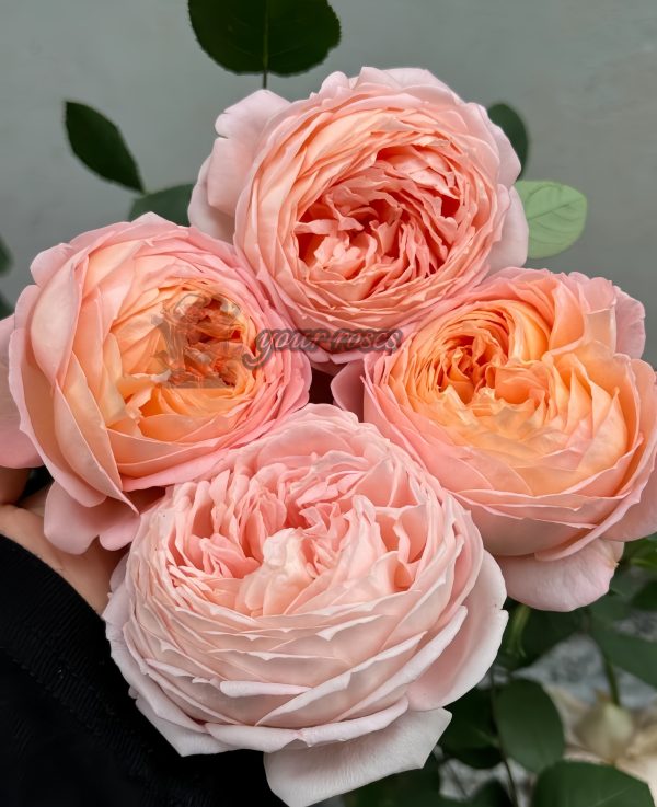 confiture Rose丨Your roses