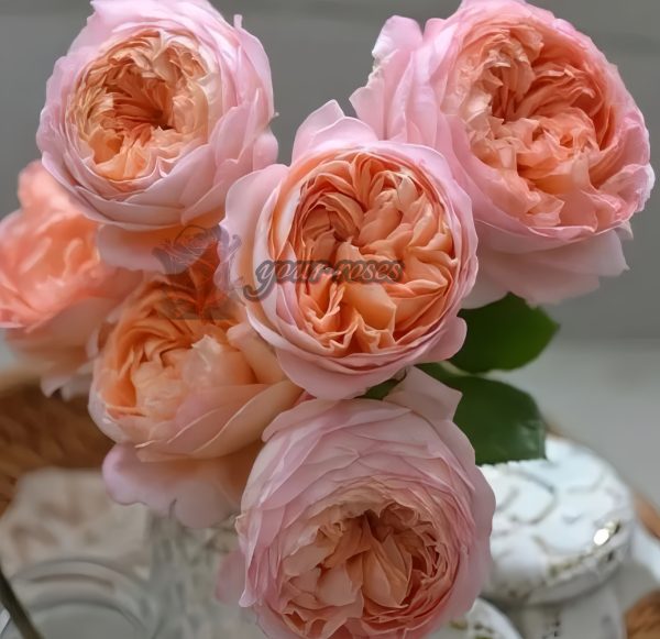 confiture Rose丨Your roses
