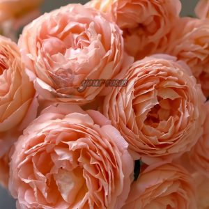 confiture Rose for sale丨Your roses