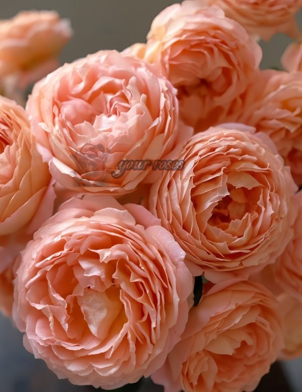 confiture Rose for sale丨Your roses