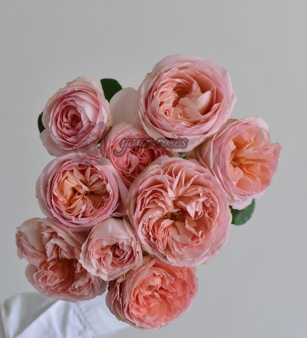 confiture Rose plant丨Your roses
