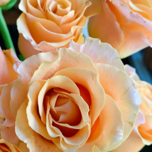 goldfish Rose丨Your roses