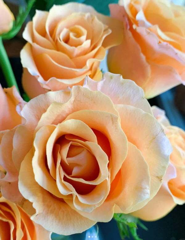 goldfish Rose丨Your roses