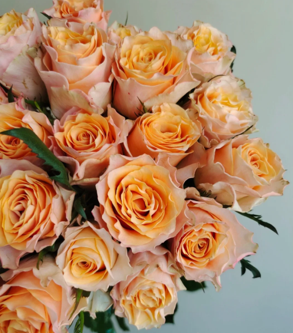 goldfish Rose for sale丨Your roses