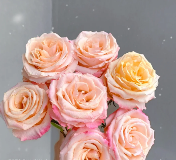 goldfish Rose丨Your roses
