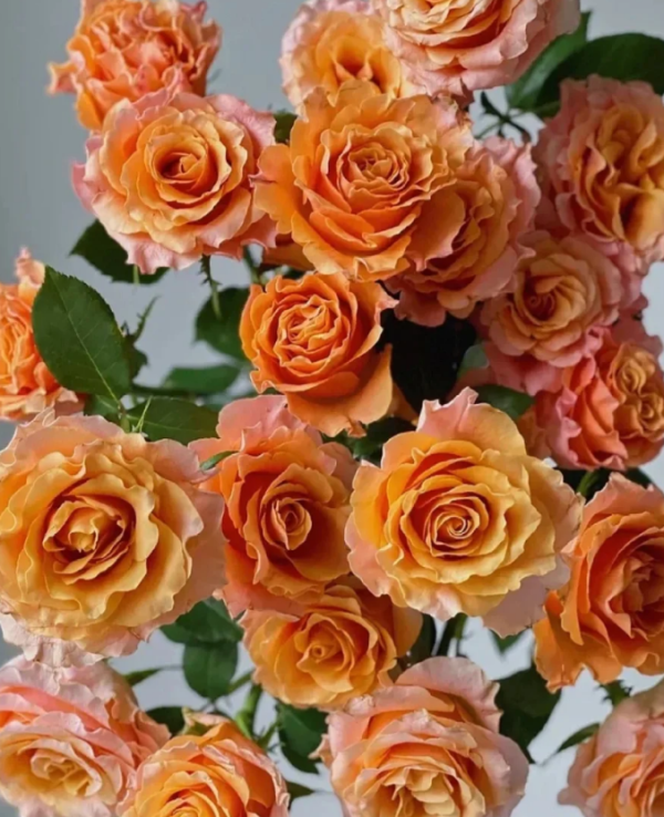 goldfish Rose plant丨Your roses