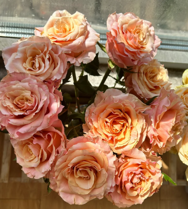 goldfish Rose丨Your roses