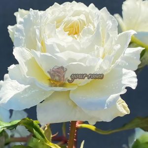 patience Rose for sale丨Your roses
