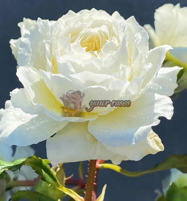 patience Rose for sale丨Your roses