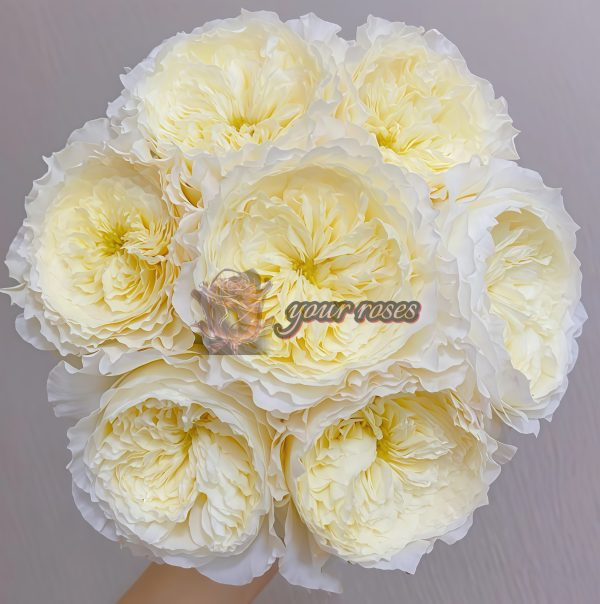 patience Rose丨Your roses
