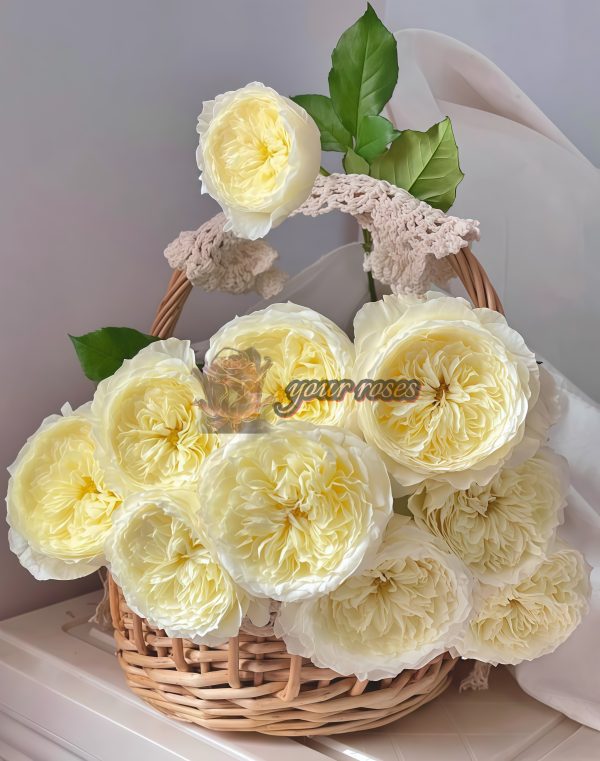 patience Rose plant丨Your roses
