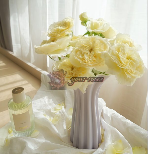 patience Rose丨Your roses