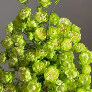 princess midori Rose 丨Your roses