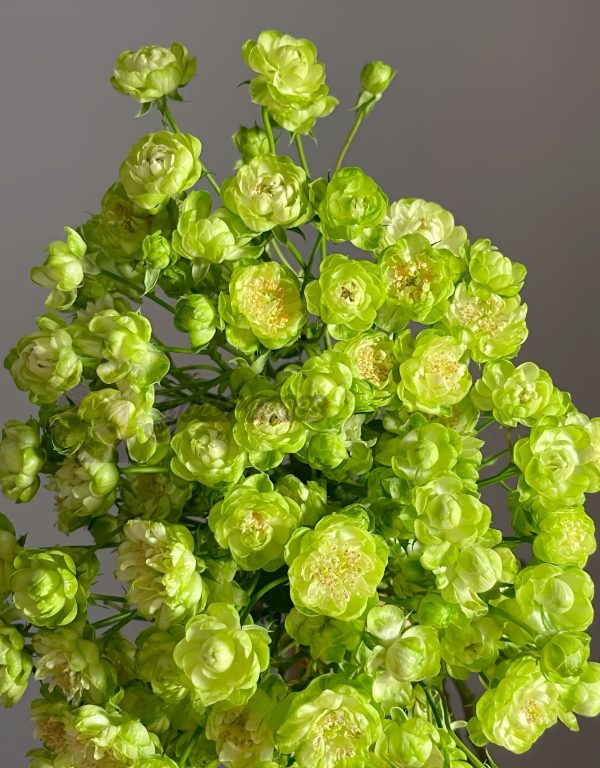 princess midori Rose 丨Your roses