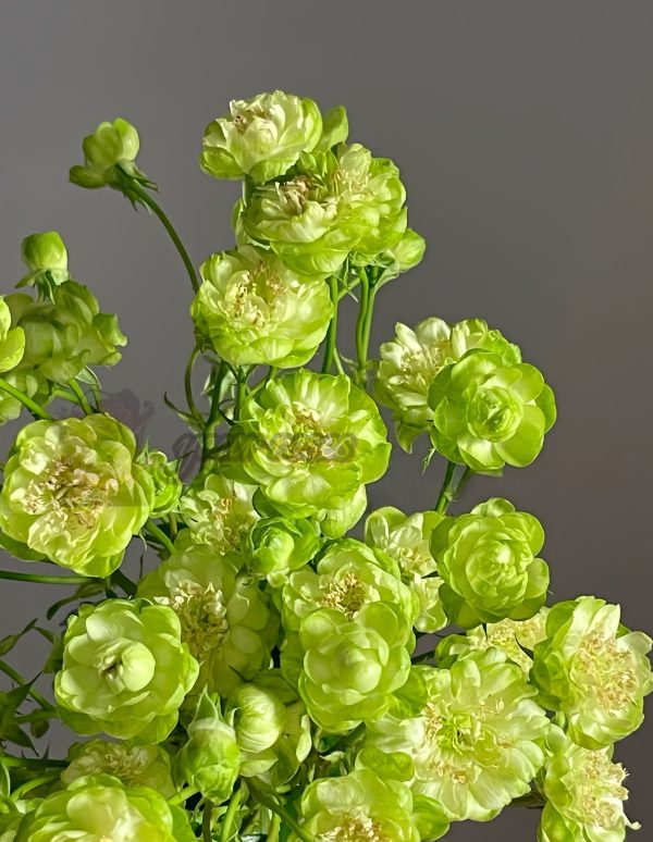 princess midori Rose for sale丨Your roses
