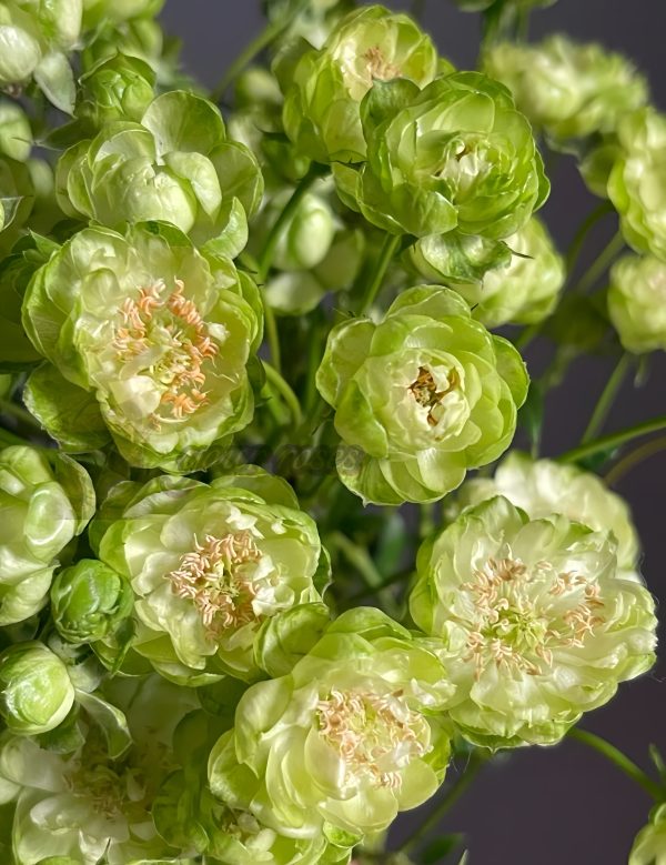 princess midori Rose plant丨Your roses