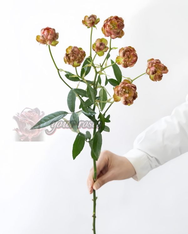 princess pinku Rose 丨Your roses