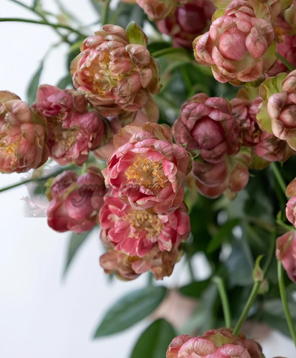 princess pinku Rose plant丨Your roses