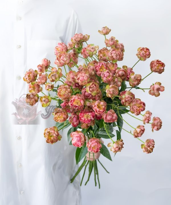 princess pinku Rose 丨Your roses